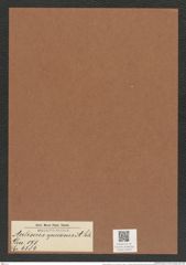 Auliscus speciosus A. Sch. (de-Toni-Nr.: Genus 171, Species 4384) Zeichnungen Sammlung Grunow Mappe 04333 (Herbarium_W_Grunow_drawings_Folder_04333)